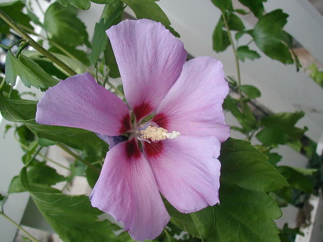 P7120042