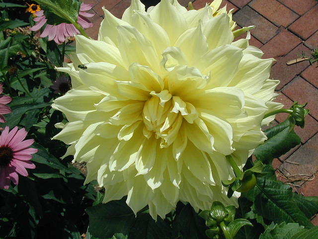 P7250051