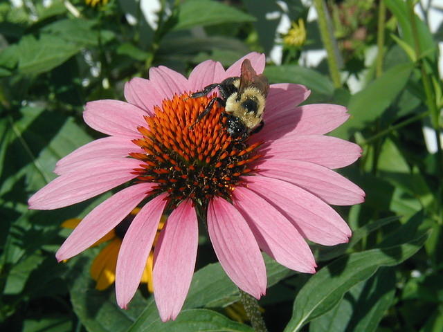 P7250060