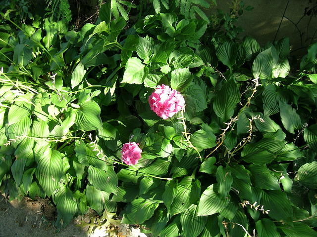 DSCN0397