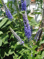Lisa's Flower Garden 2003