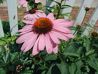 P7120036