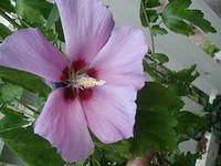 P7120041