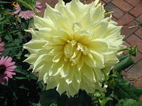 P7250051