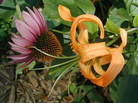 P7250063