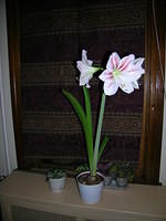 DSCN0321