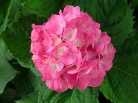 Lisa's Flowers 2005