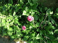 DSCN0397